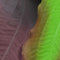 biOrb Silk Green / Purple Plant Pack