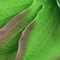 biOrb Silk Green / Purple Plant Pack